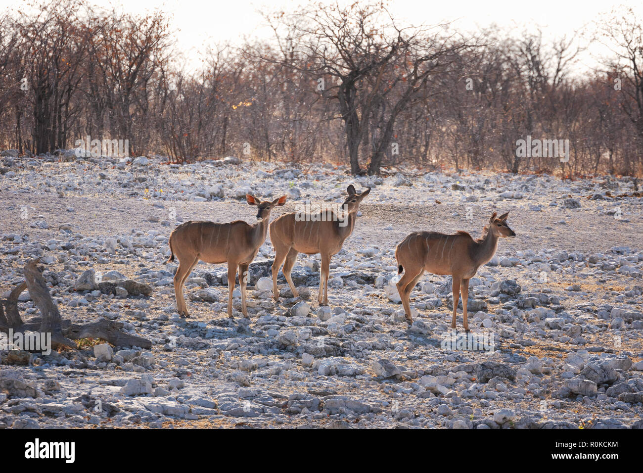 Gruppo di maggiore Kudu femmine, Tragelaphus strepsiceros, il Parco Nazionale di Etosha, Namibia Africa Foto Stock