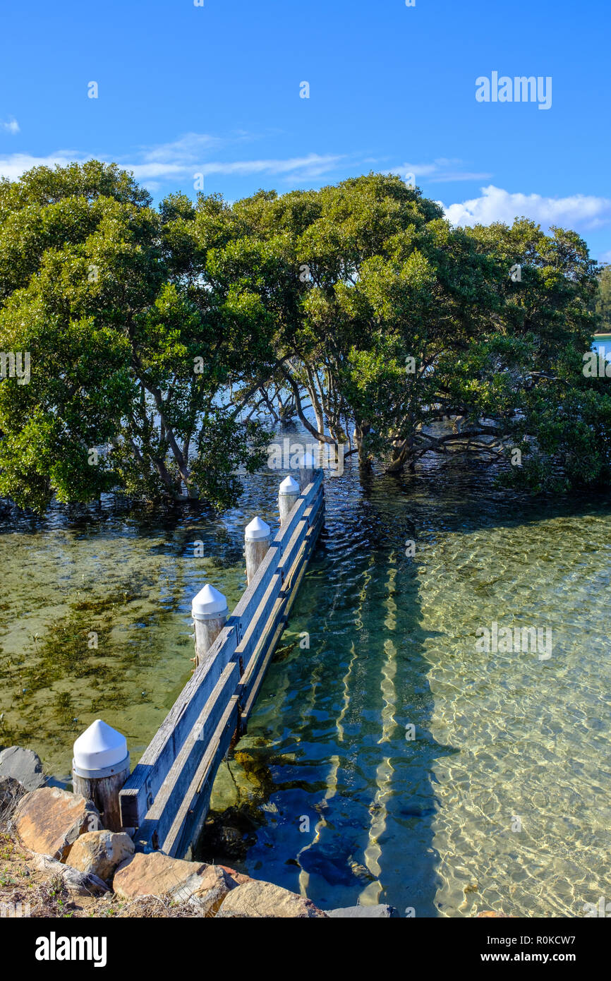 Vista di Minnamurra acqua chiara a grigio mangrovie Avicennia marina in estuario, Nuovo Galles del Sud, Australia Foto Stock