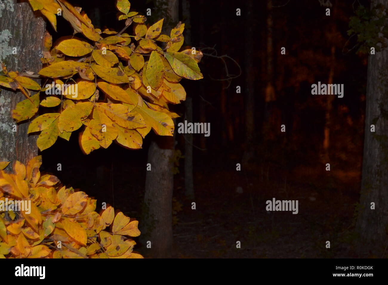 Foglie in una notte paesaggio forestale Foto Stock