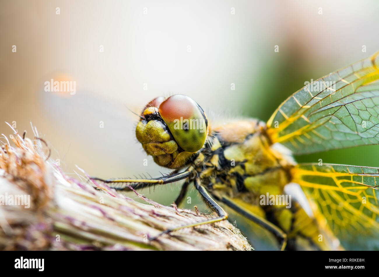 Libellula seduta di insetti sulla pianta ritratto Macro Foto Stock