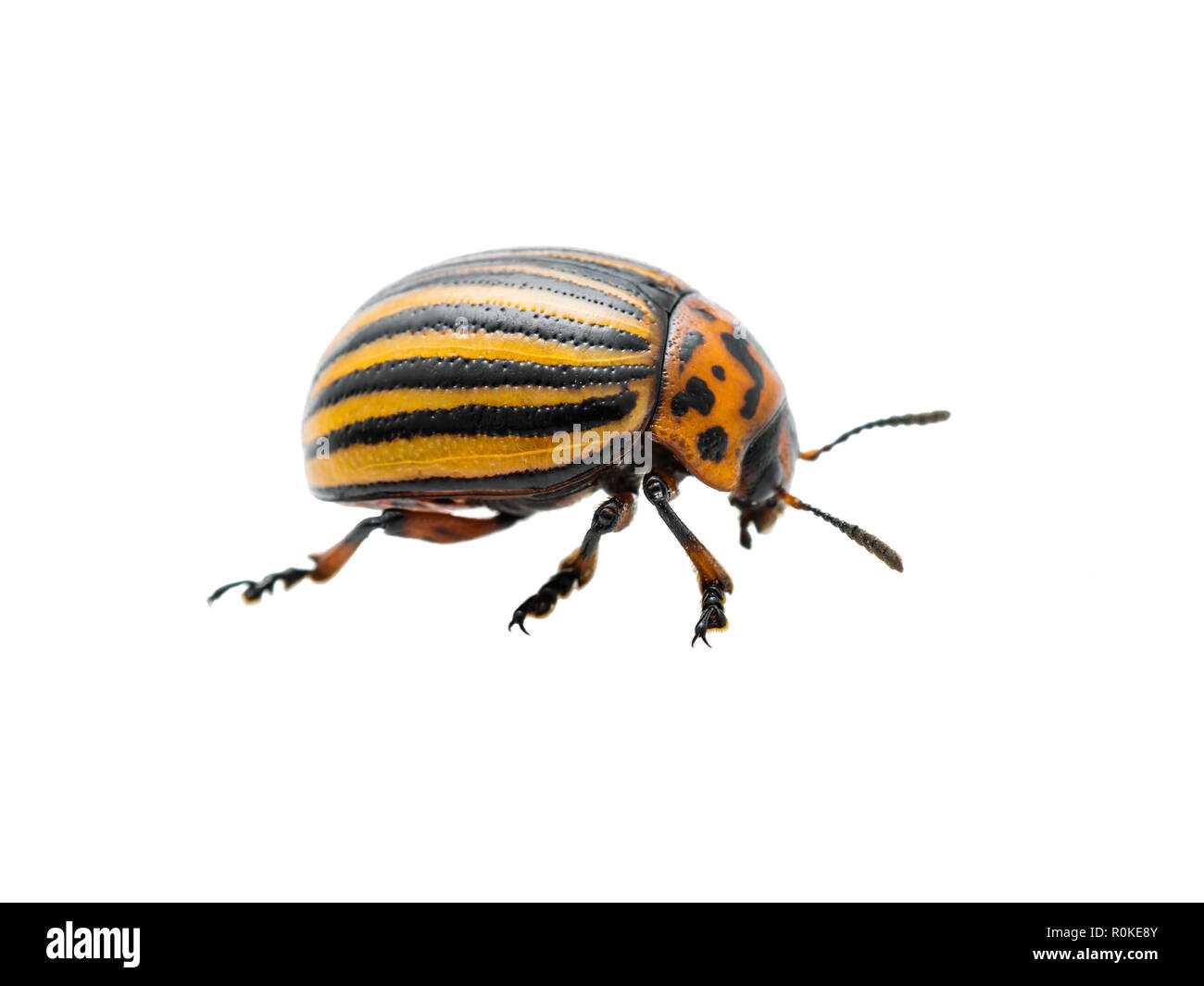 Il Colorado Potato Beetle insetto parassita isolato su sfondo bianco Foto Stock