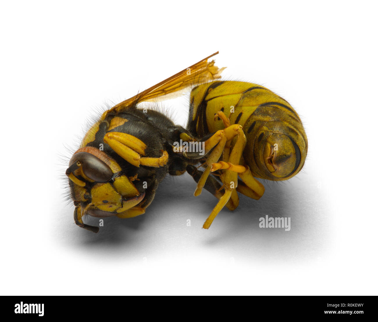 Un singolo Dead giacca gialla isolato su uno sfondo bianco. Foto Stock