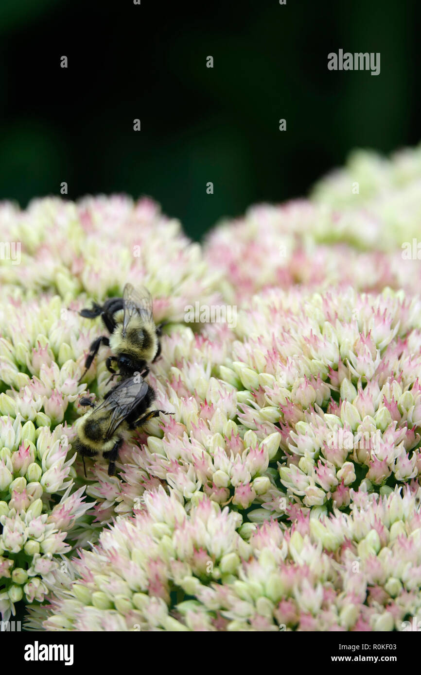 Due API di impollinazione su fiori di colore rosa su una soleggiata giornata di primavera nel mese di maggio Foto Stock