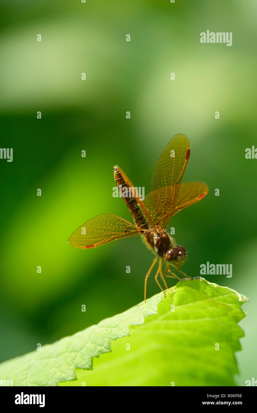 Una libellula appoggiata su una foglia verde in una giornata di sole Foto Stock