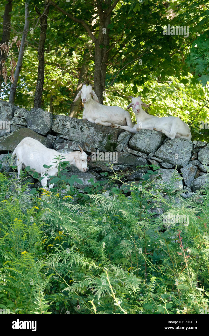 Tre Bianco capre nei boschi Foto Stock