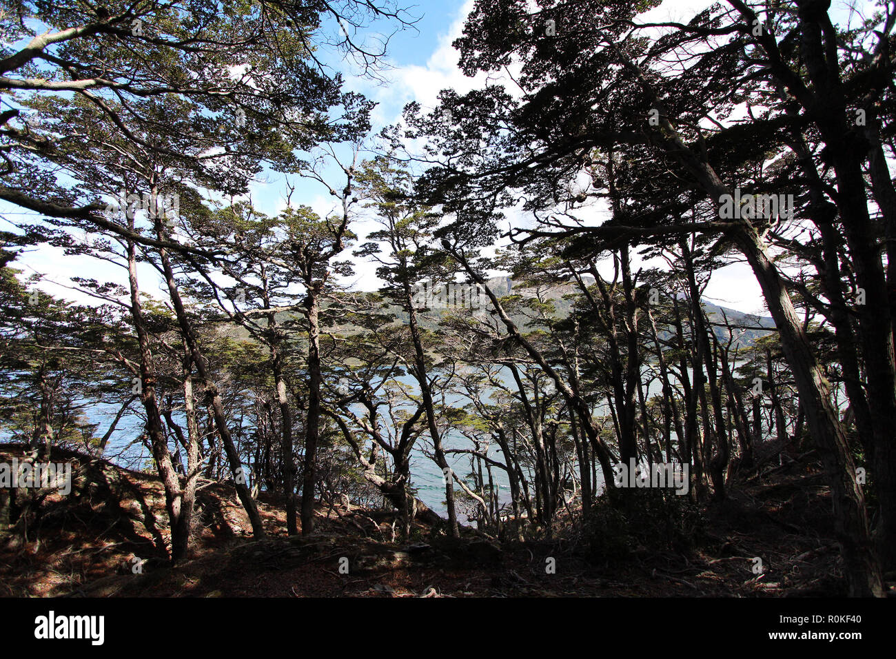Lenga foresta a Tierra del Fuego National Park, Argentina Foto Stock
