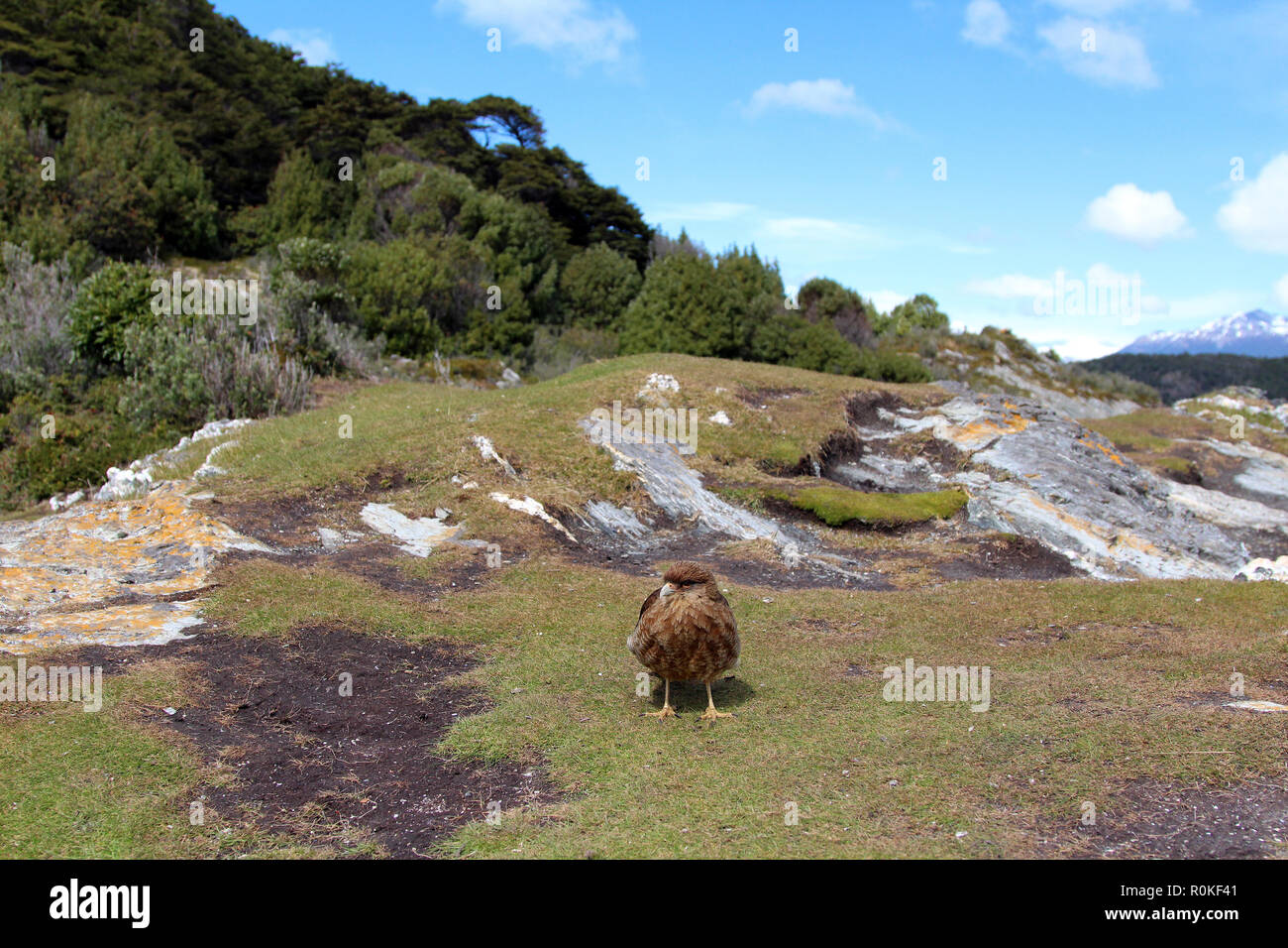 Chimango caracara su un terrapieno roccioso, Tierra del Fuego National Park, Argentina Foto Stock