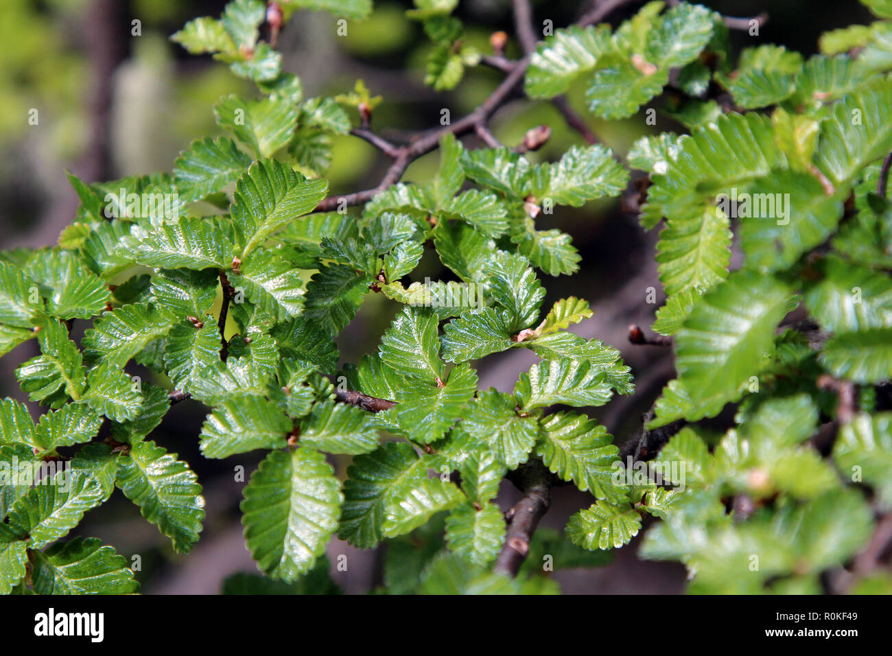 Lenga foglie in Tierra del Fuego National Park, Argentina Foto Stock
