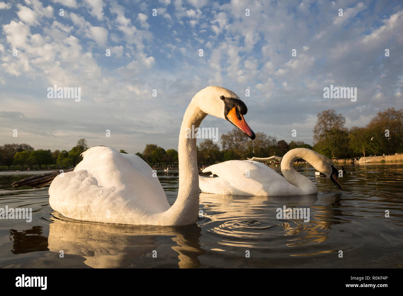 Una coppia di cigni al bordo del lago in Hyde Park di Londra, Inghilterra Foto Stock