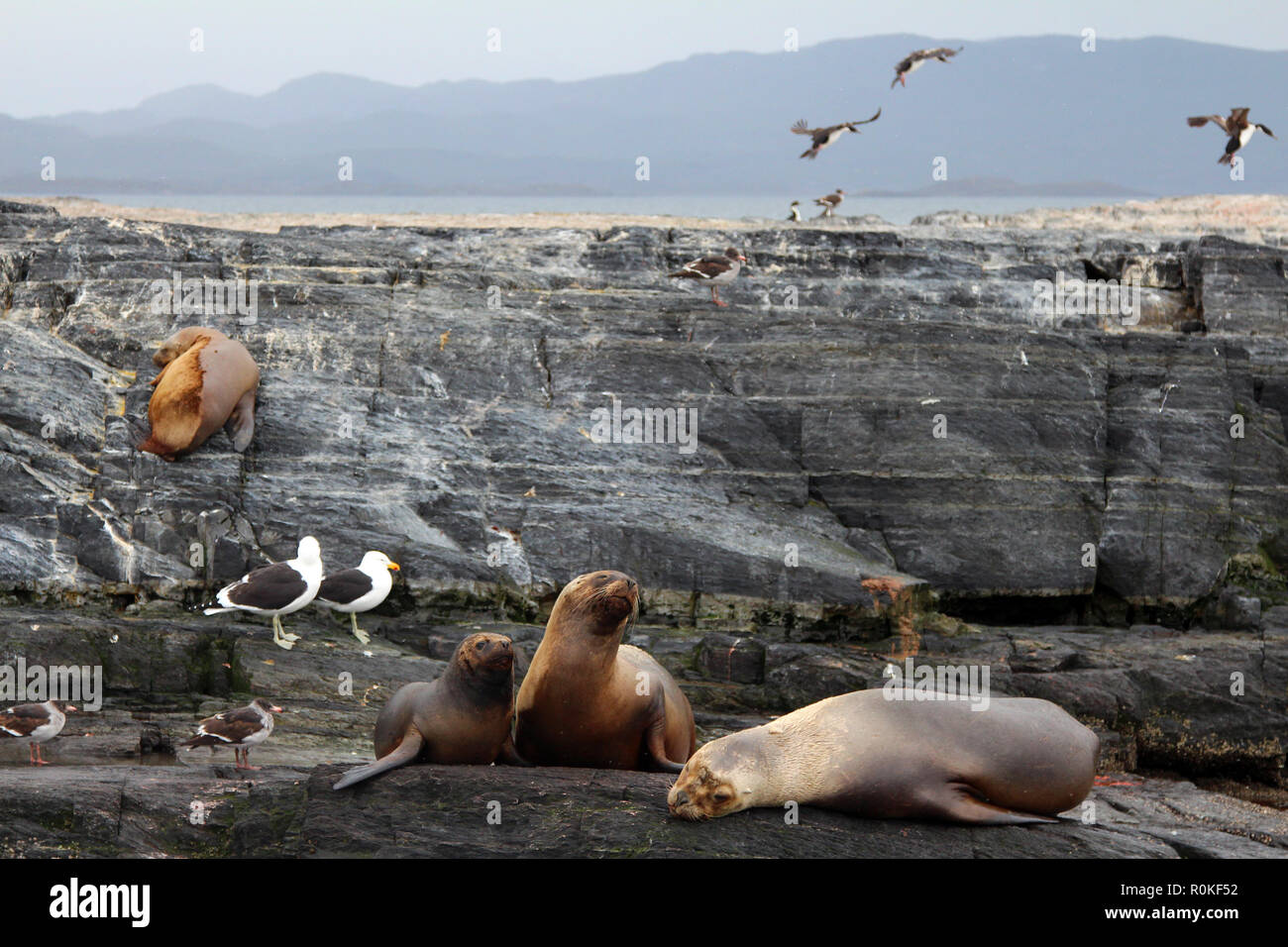 La fauna selvatica (guarnizioni, kelp gabbiani e cormorani) poggiano su rocce lungo lo stretto di Magellano vicino a Ushuaia, Tierra del Fuego, Argentina Foto Stock