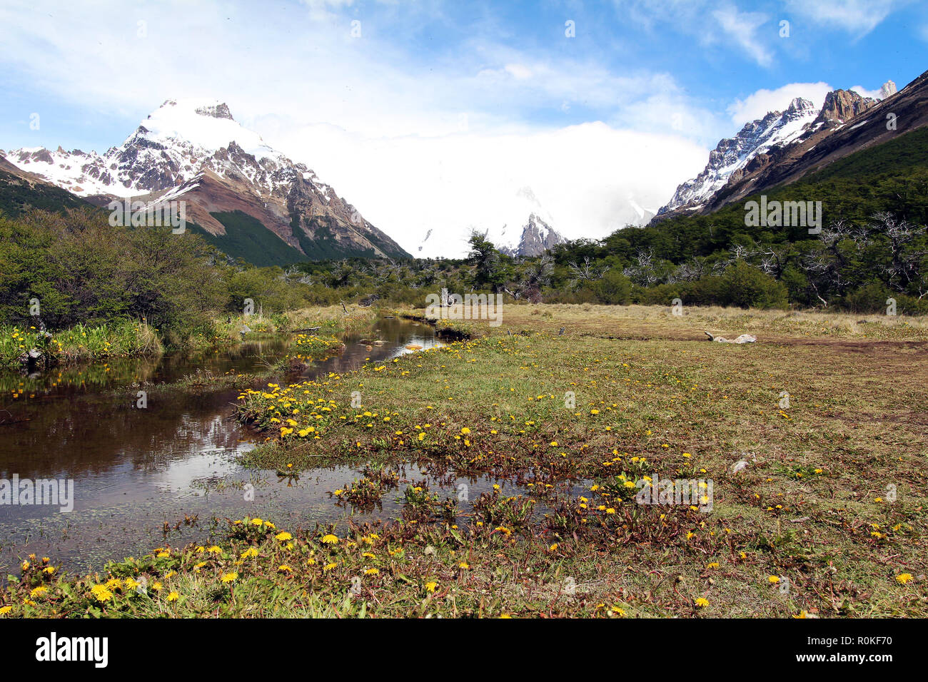 Campo di tarassaco al di fuori di El Chalten in ghiacciai Parco Nazionale, Argentina Foto Stock