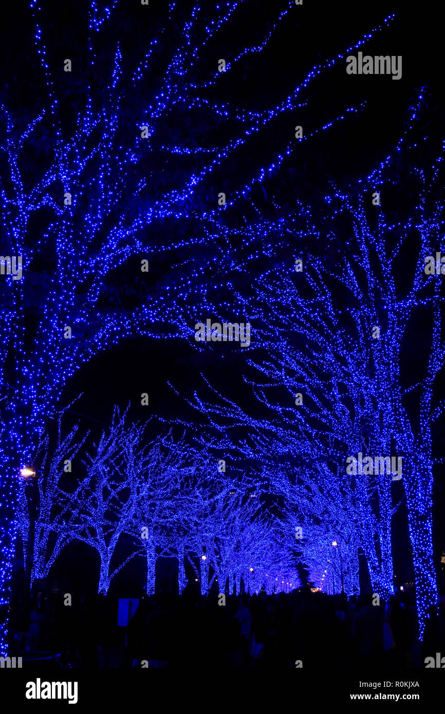 Grotta Blu, Ao no Dokutsu illuminazione che è un popolare inverno eventi illuminazione svoltasi a Tokyo. Il LED blu luci accese sulla strada di Yoyogi Park. Foto Stock