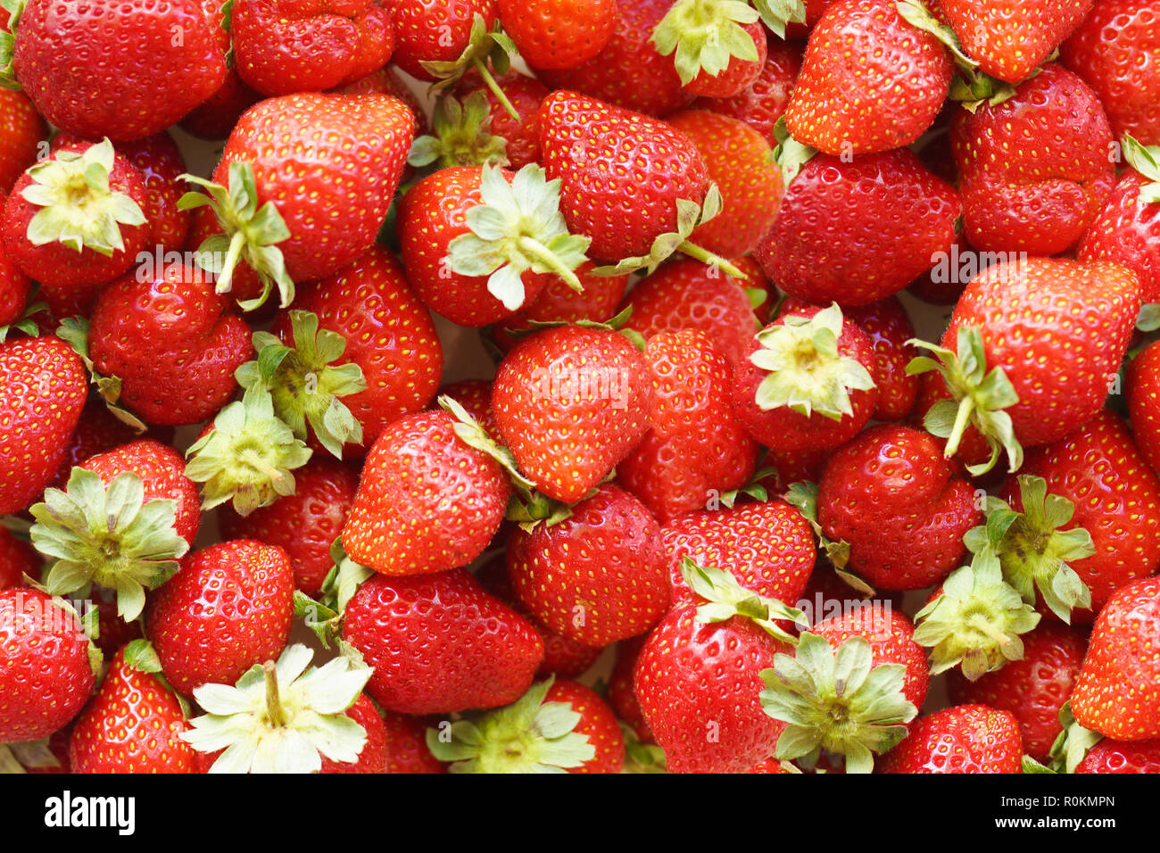 Sfondo naturale di fresco raccolte mature succose fragole. Un sacco di frutta rossa fresca con foglie verdi, vista dall'alto Foto Stock