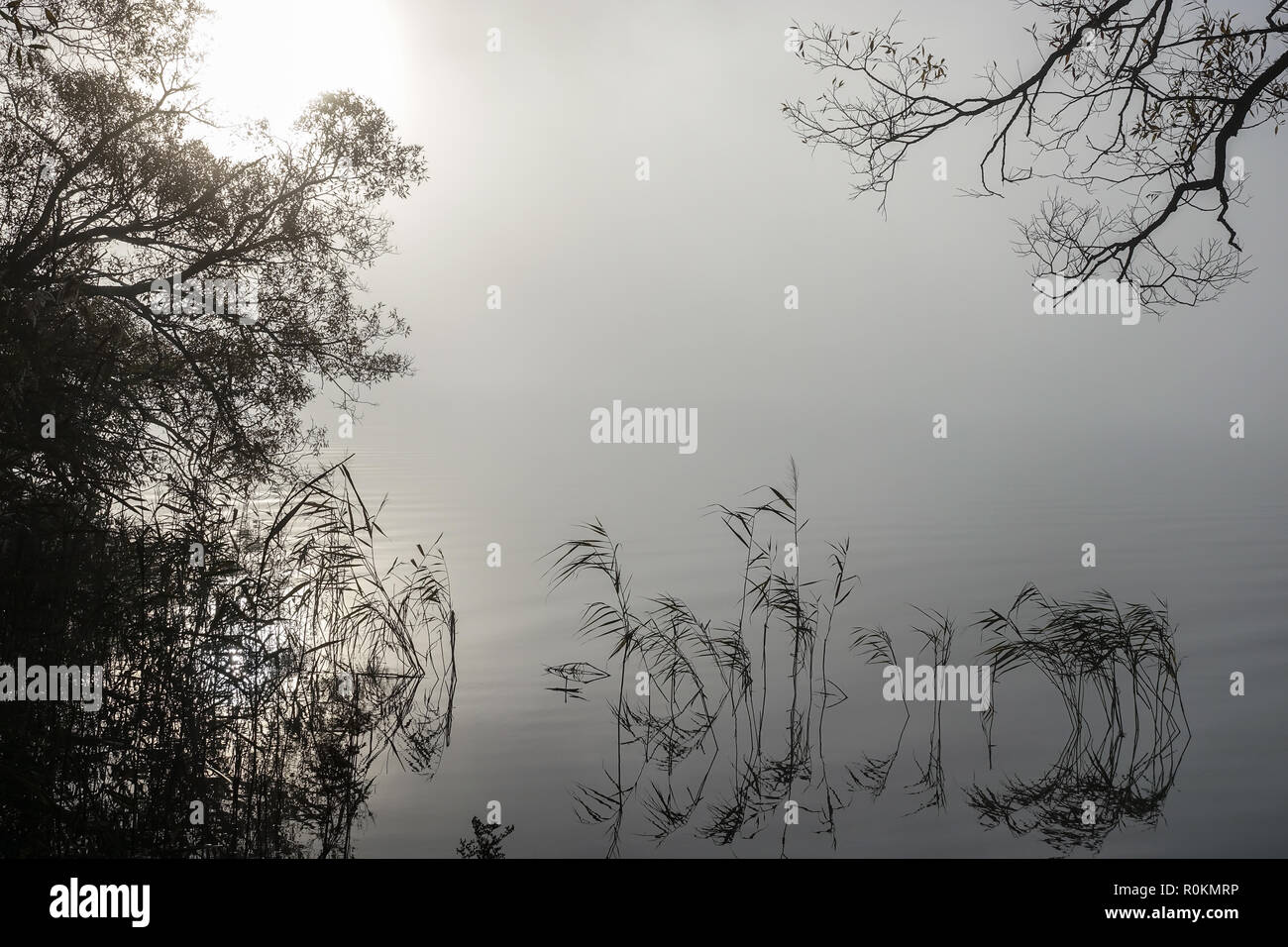 Morbide ondulazioni in brumoso paesaggio. Tranquillo fitta nebbia sul lago. Albero e canna in primo piano. Svezia Foto Stock
