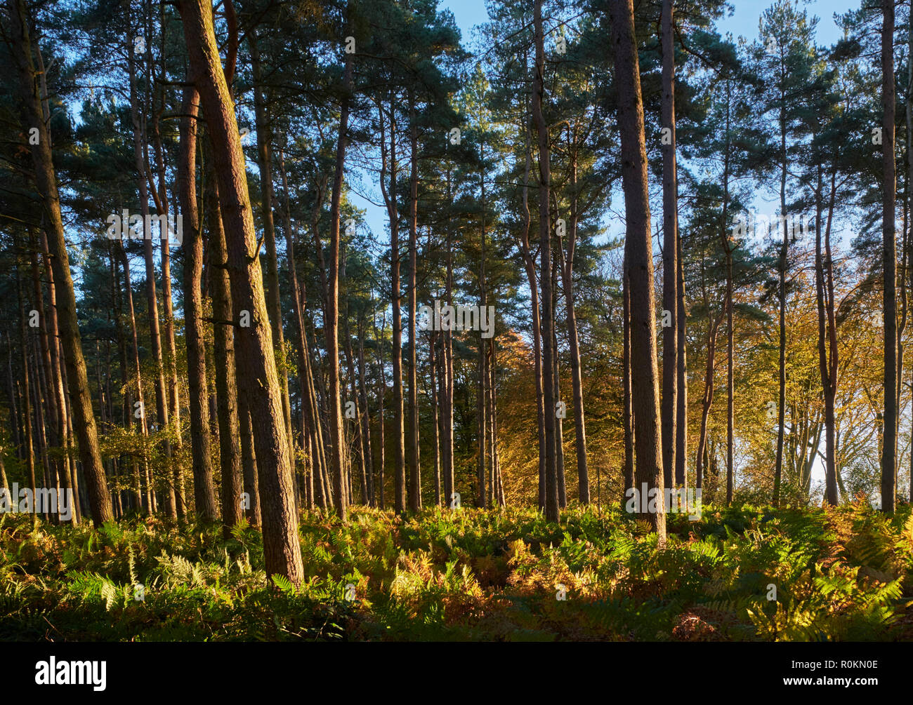 Alberi di pino e bracken su Leith Hill. Coldharbor, Surrey, Inghilterra. Foto Stock