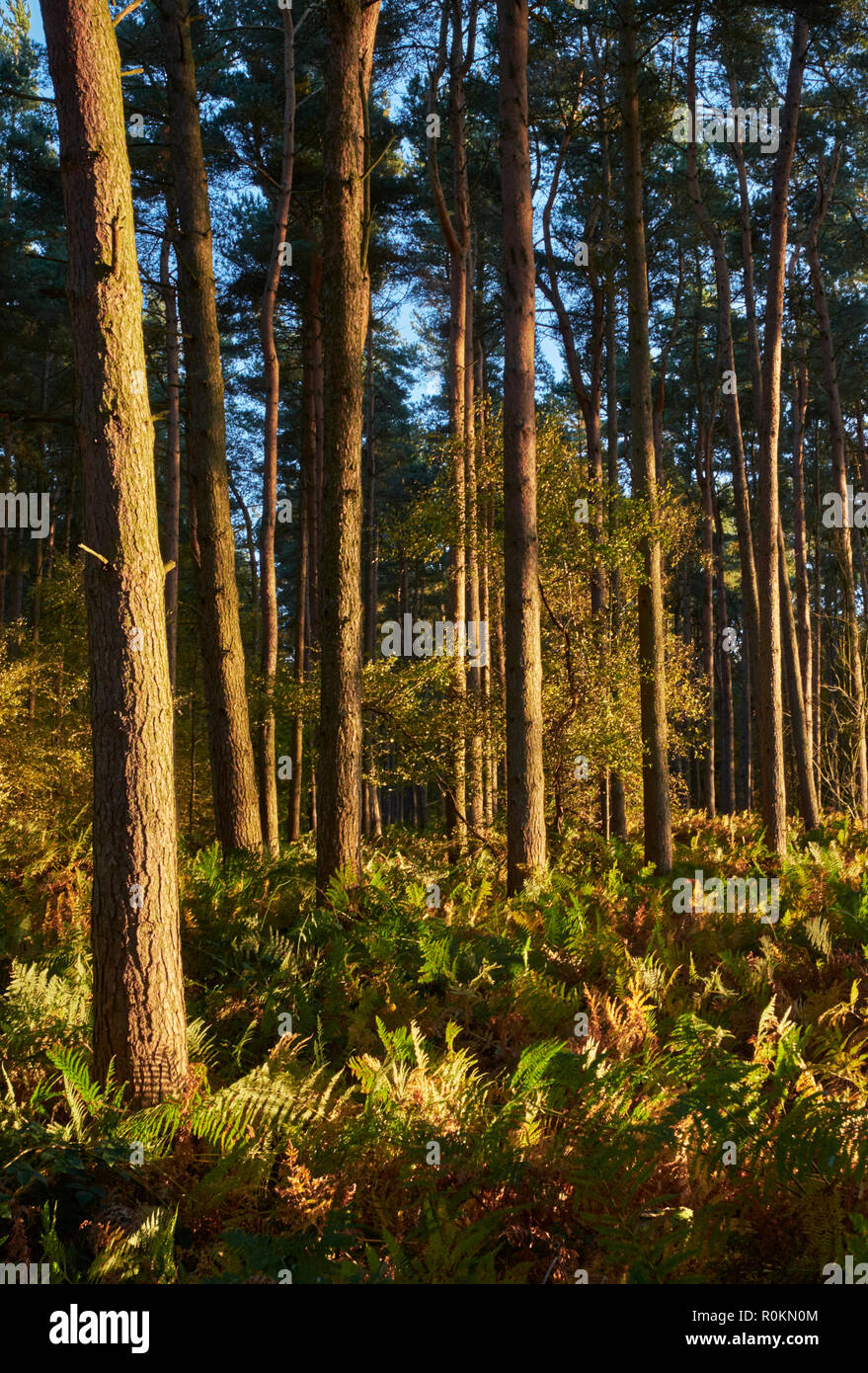 Alberi di pino e bracken su Leith Hill. Coldharbor, Surrey, Inghilterra. Foto Stock