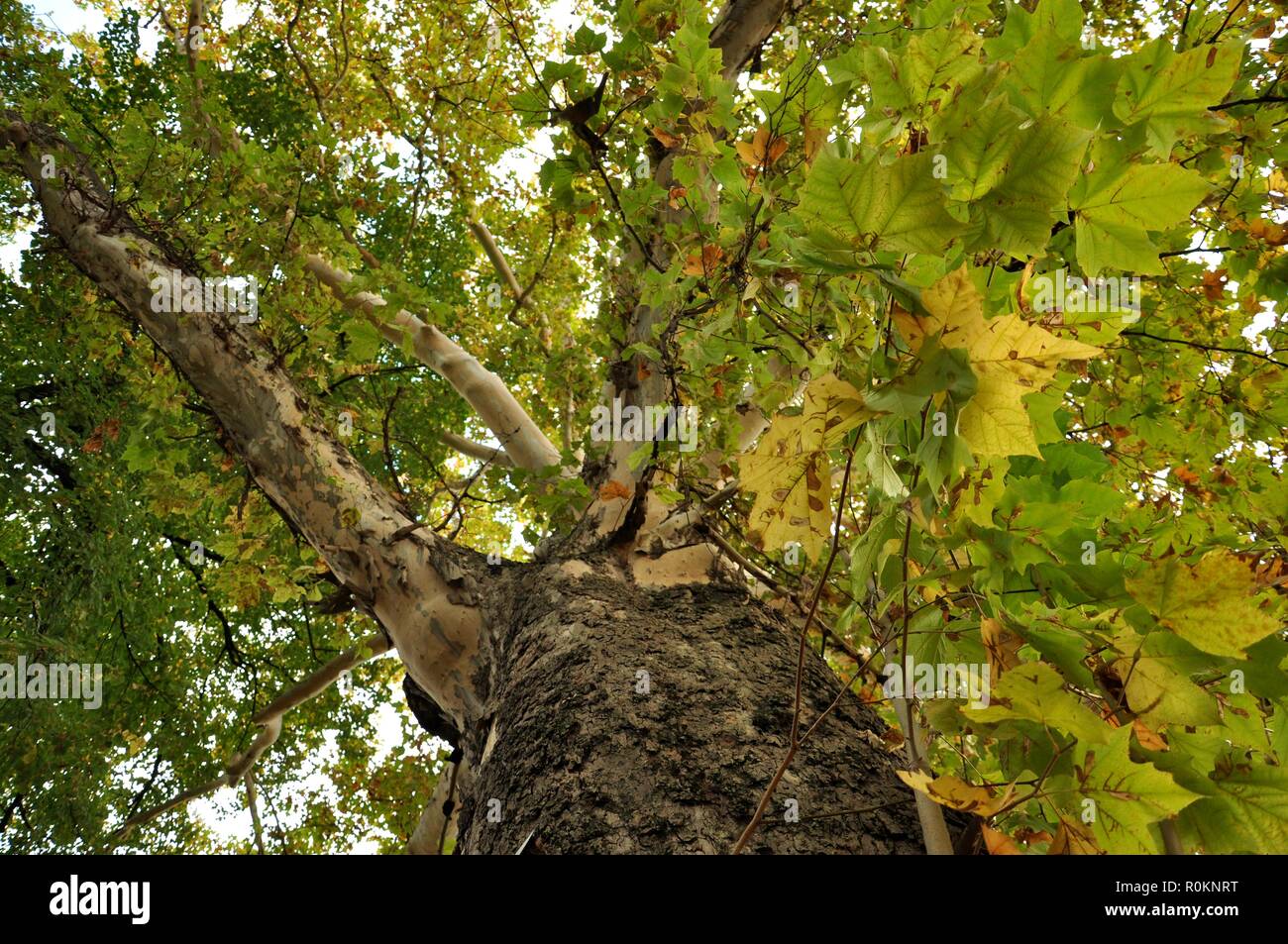 Vista dal basso di una grande quercia secolare in autunno Foto Stock
