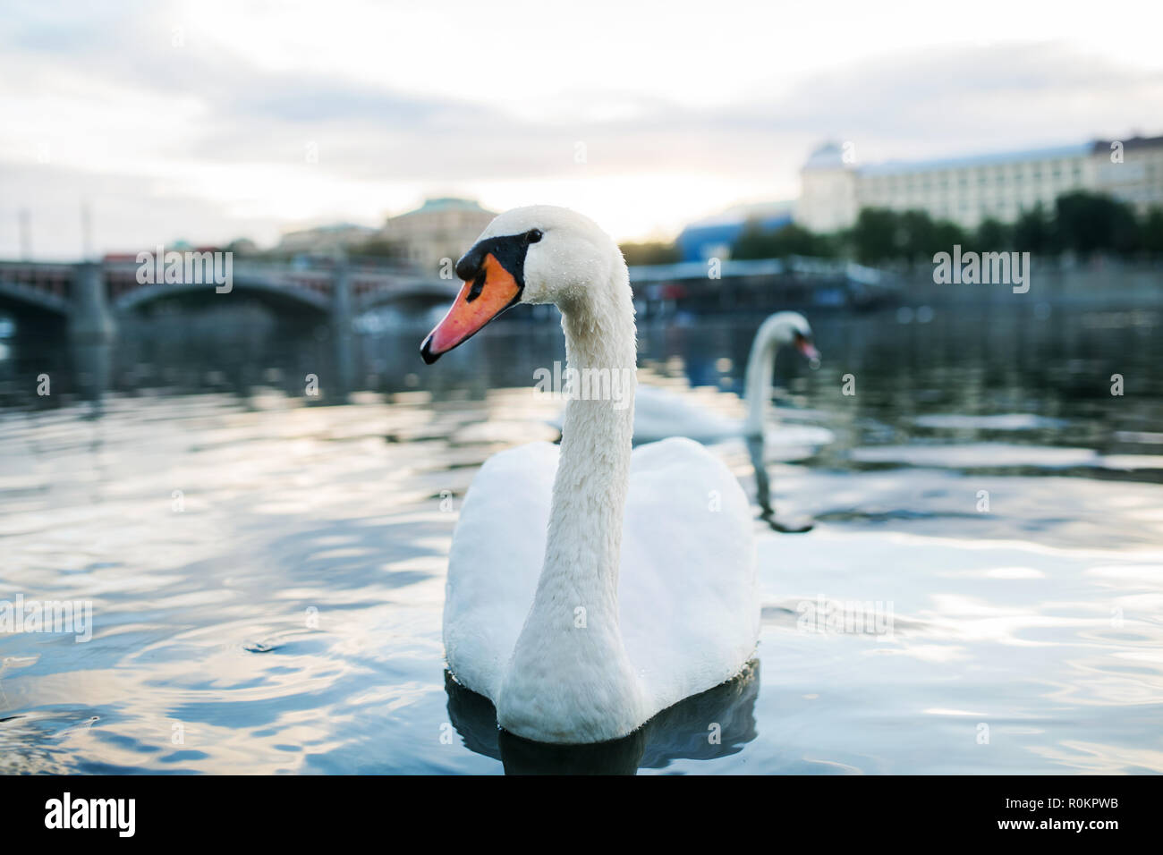 Un bellissimo cigno bianco nuoto sul fiume Moldava a Praga. Foto Stock