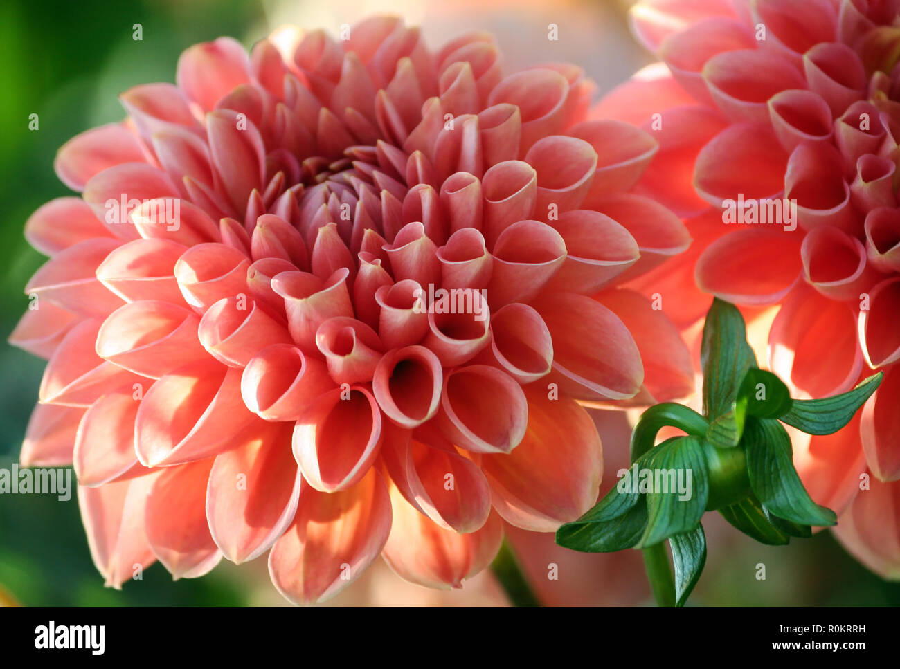 Dahlia linda s baby varietà, primo piano luminoso delicato color salmone crisantemo nella luce del sole, uno bud accanto a foglie verdi, molto bello. Foto Stock
