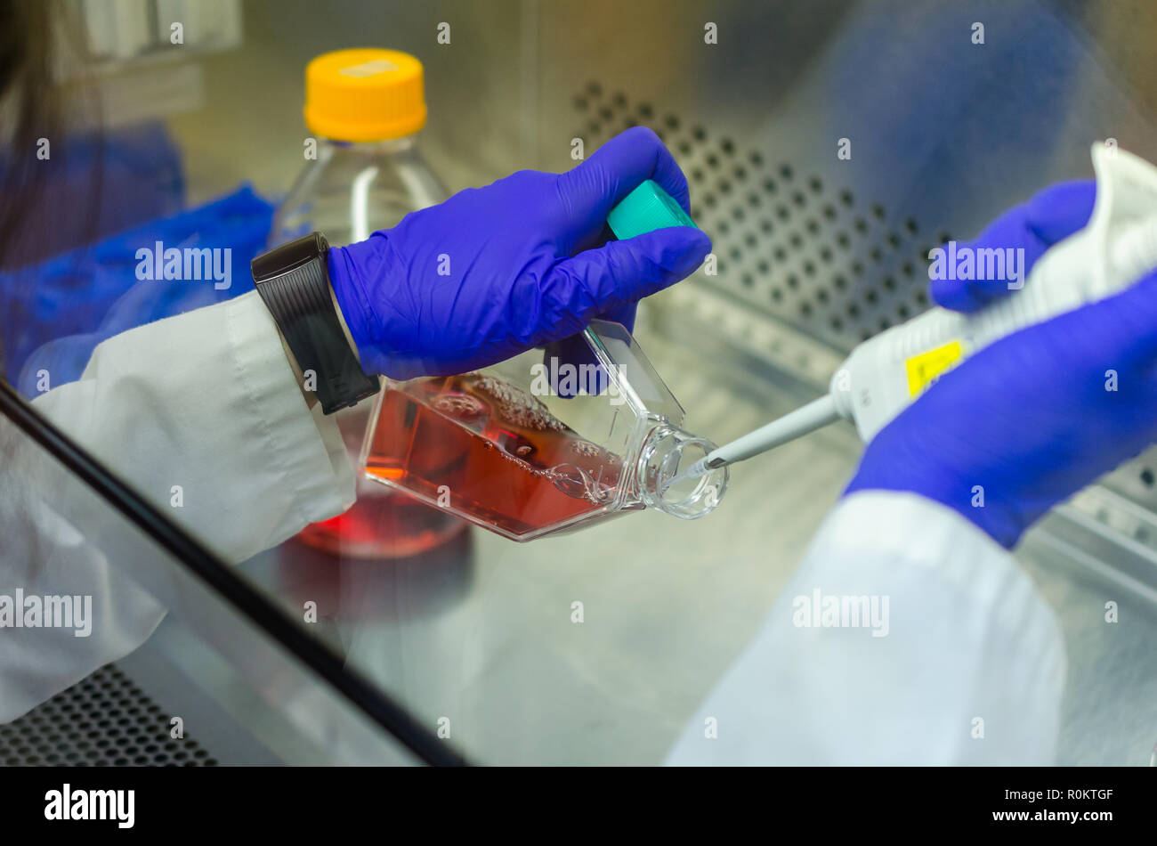 Lavorando con i mezzi di coltura cellulare nel contenitore di biosicurezza in una condizione di sterilizzare Foto Stock