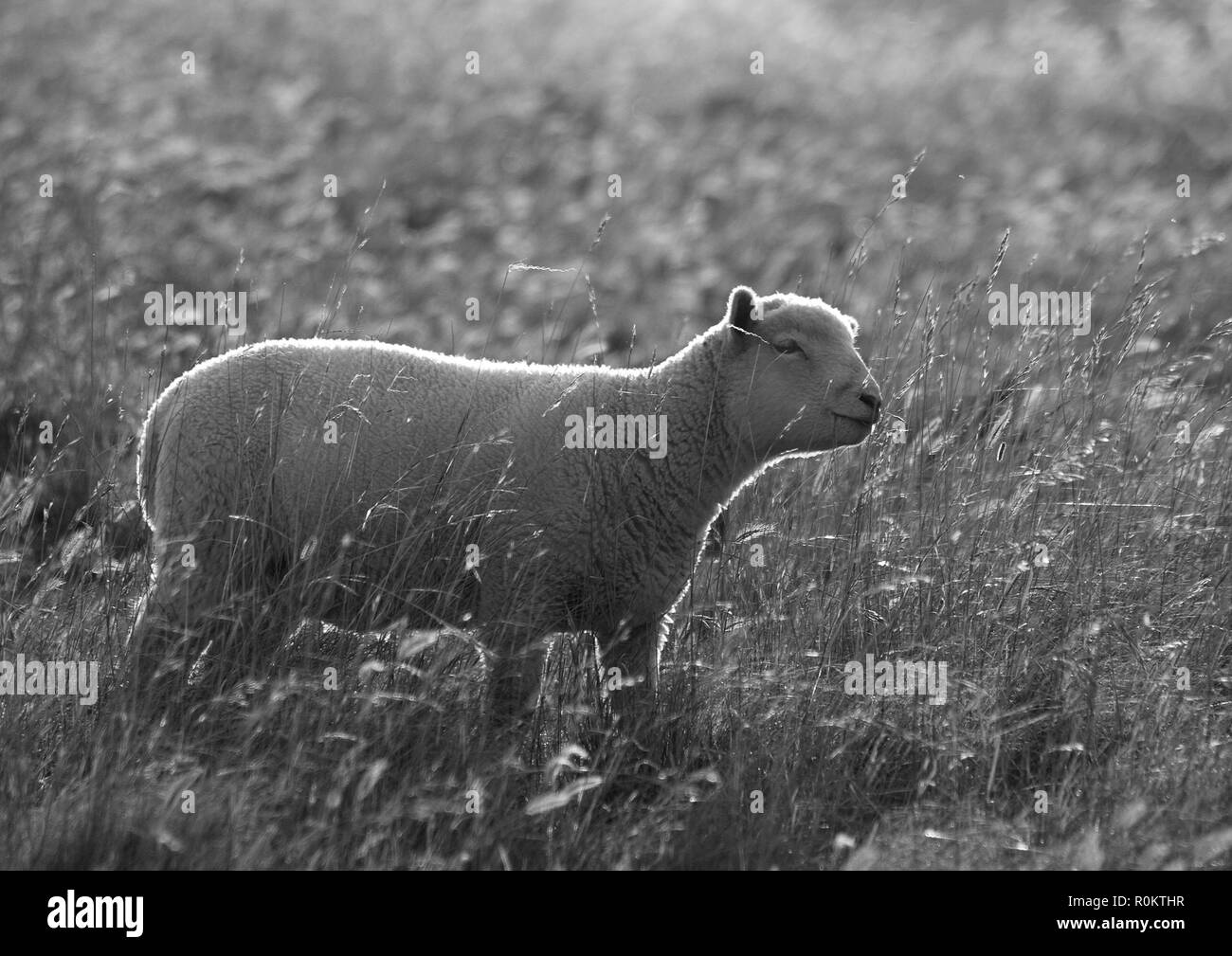 A South Downs agnello godendo il tardo pomeriggio di sole estivo a Cuckmere Haven, Exceat, vicino a Alfriston, Inghilterra Foto Stock