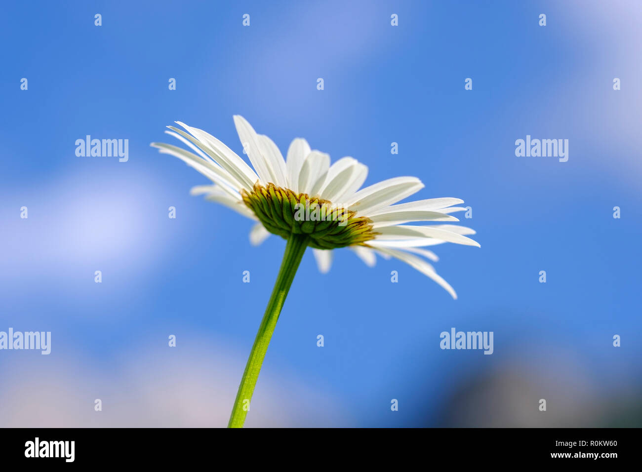Fiore di Margherita occhio di bue (Leucanthemum vulgare) dal di sotto, Albania Foto Stock