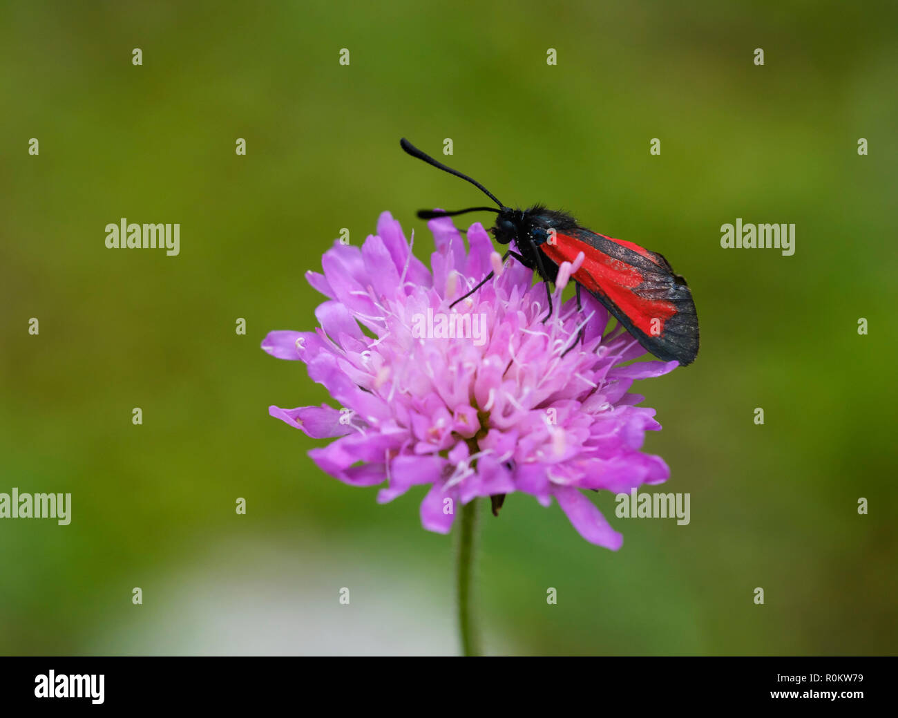 Burnett trasparente (Zygaena purpuralis), sul fiore di campo fiore vedova, Parco Nazionale di Theth, Alpi Albanesi, Albania Foto Stock