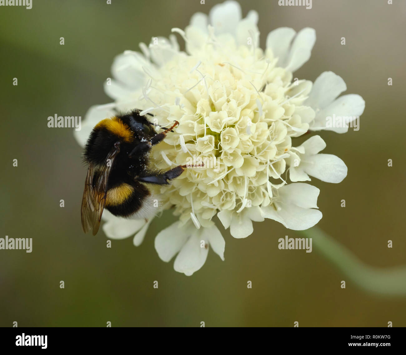 Terra di grandi dimensioni bumblebee (Bombus terrestris), sul fiore di crema scabious (Scabiosa ochroleuca), l'Albania Foto Stock