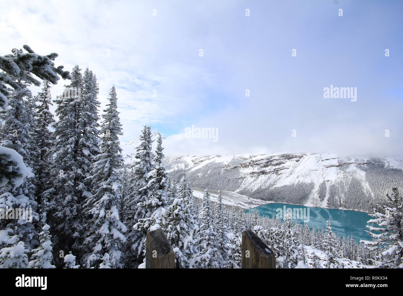 Spettacolare scena invernale presso il Lago Peyto nel Parco Nazionale di Banff, Canada, con le montagne e gli alberi coperti di neve. Immagine del tour popolare attrazione. Foto Stock