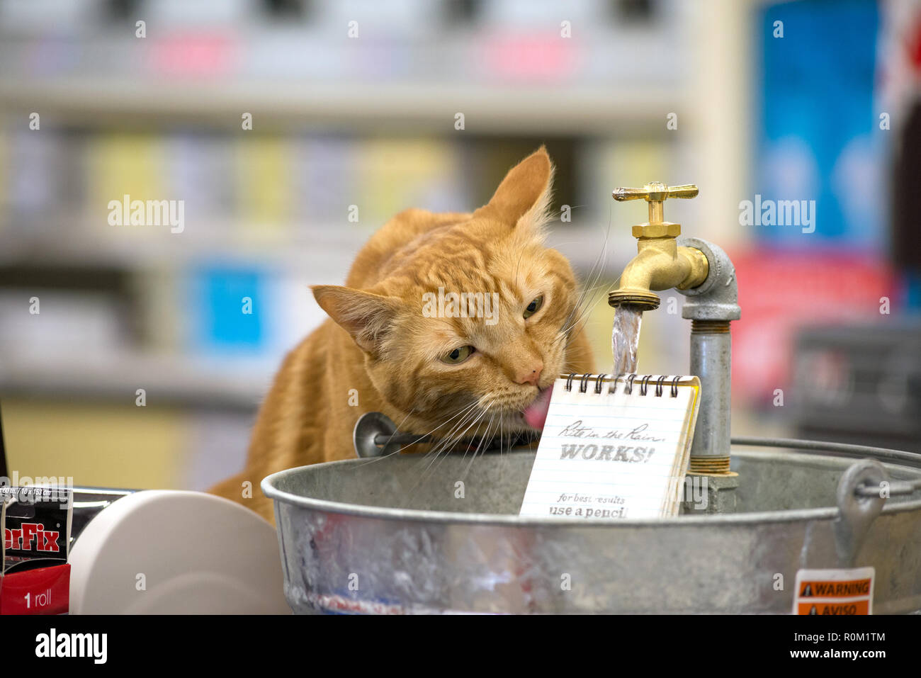 Cat bere del rito nel display di pioggia in un negozio di ferramenta in Baker City, Oregon. Foto Stock