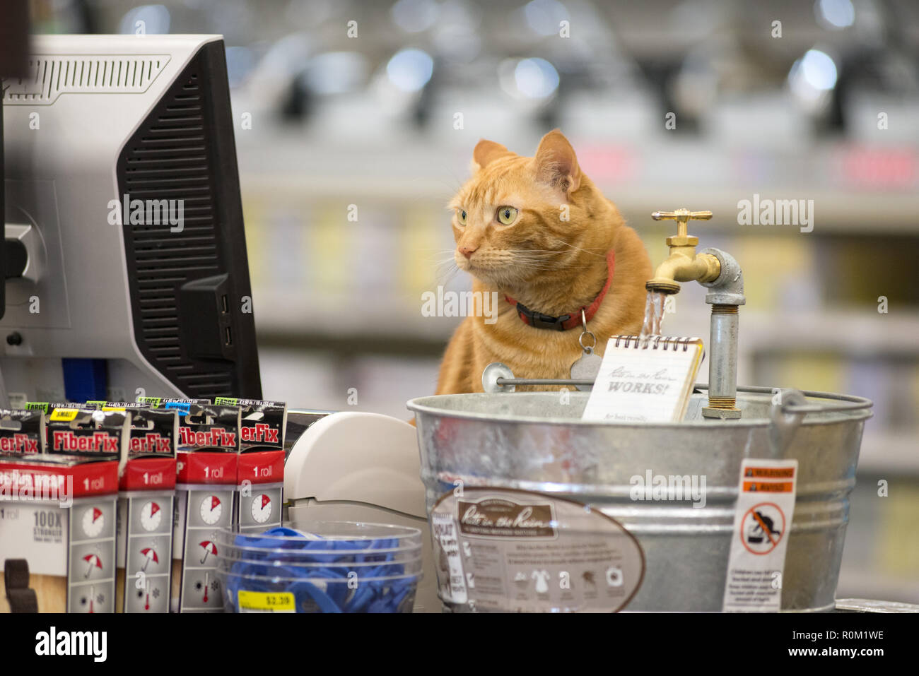 Cat bere del rito nel display di pioggia in un negozio di ferramenta in Baker City, Oregon. Foto Stock