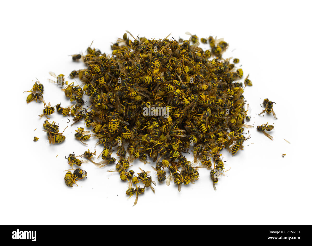 Pila di morti api isolate su uno sfondo bianco. Foto Stock