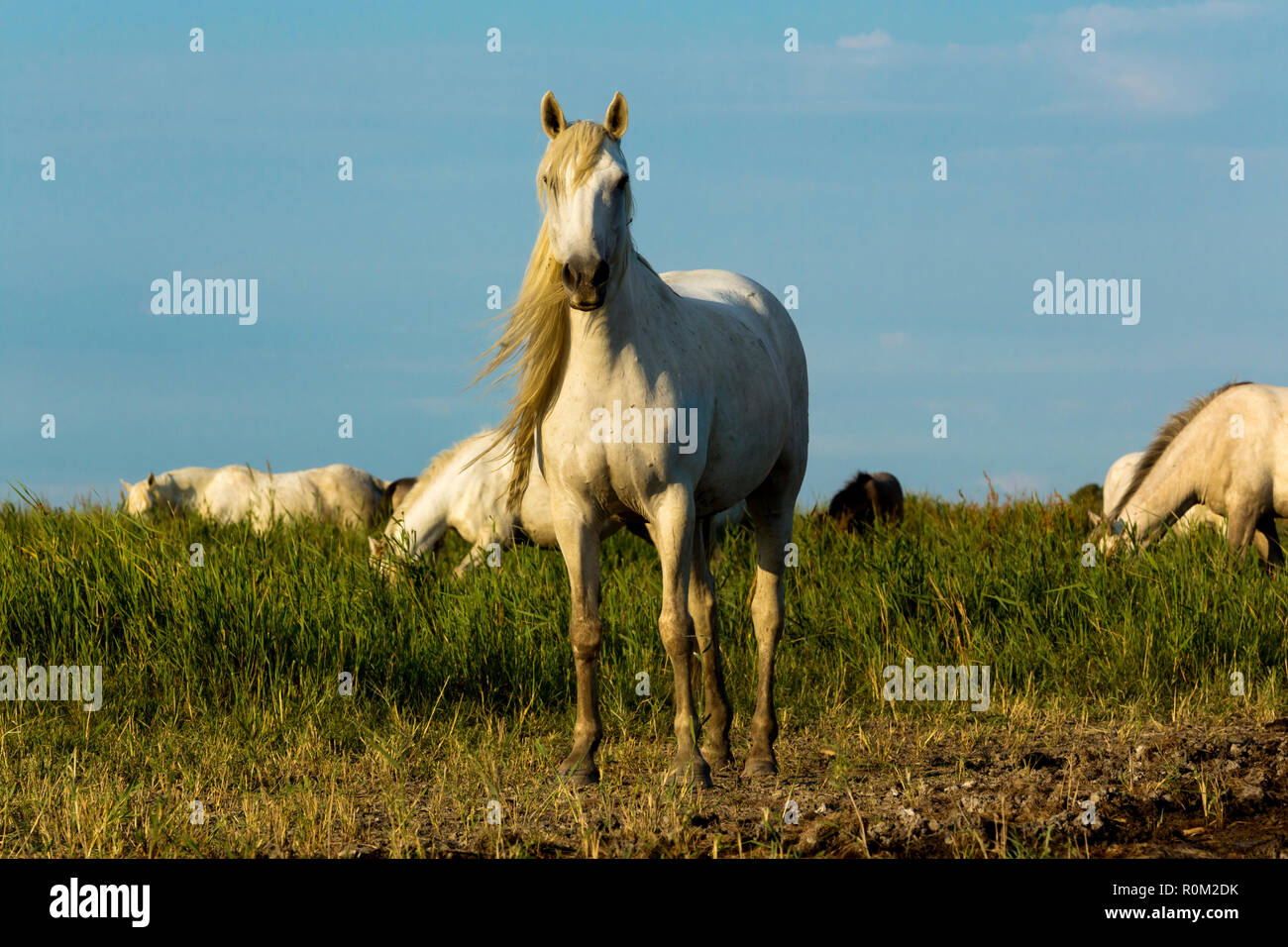 Cavalli Camargue, Camargues, sud della Francia, Foto Stock