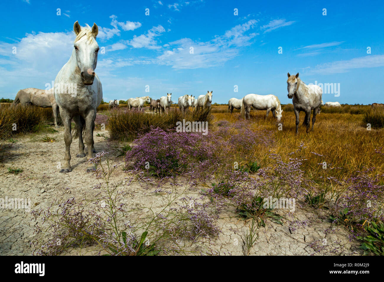 Cavalli Camargue, Camargues, sud della Francia, Foto Stock