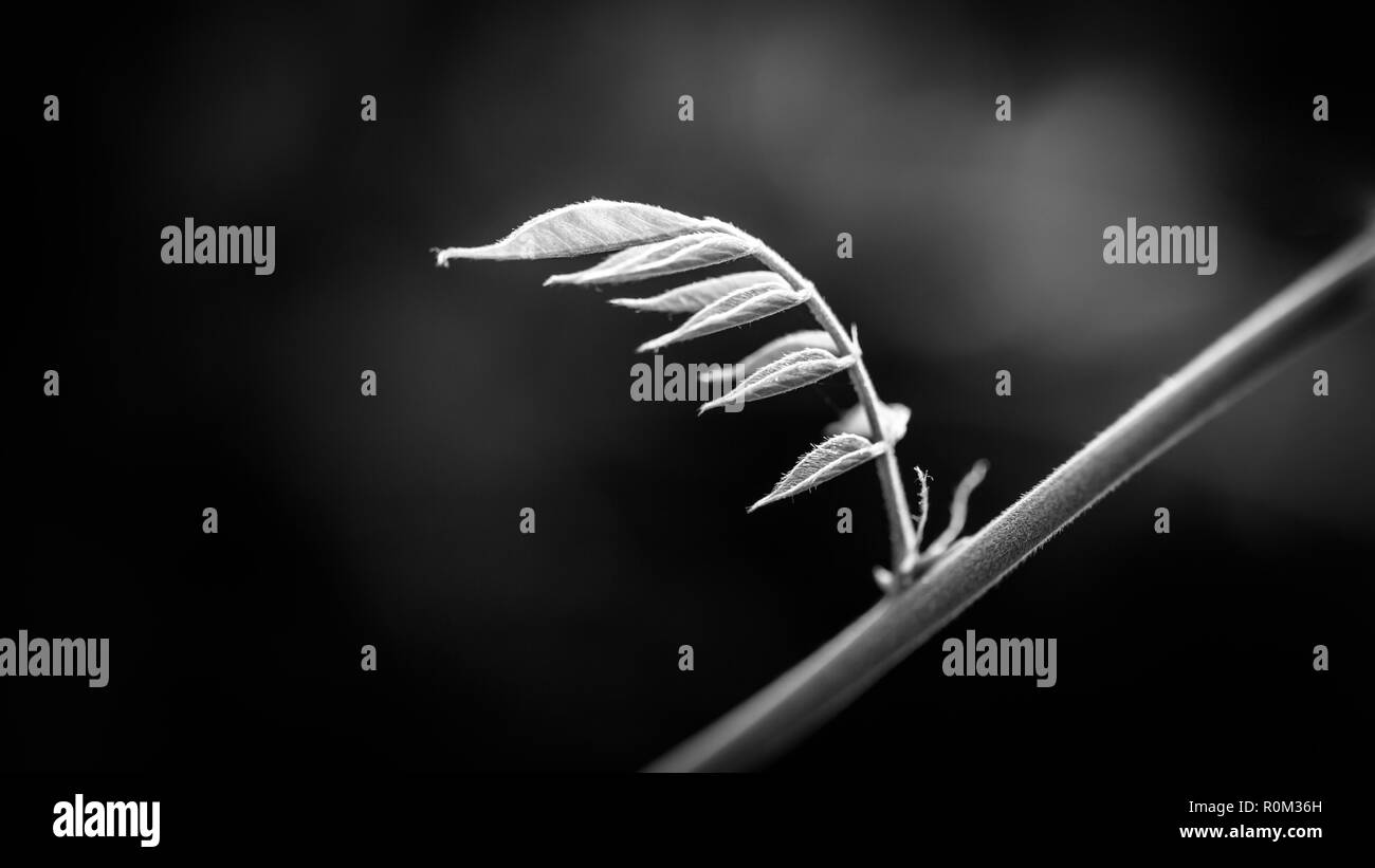 Bianco e nero gemme a foglia. Molla di fresca estate natura, ramo di albero e sfondo sfocato, drammatica e natura artistica banner Foto Stock