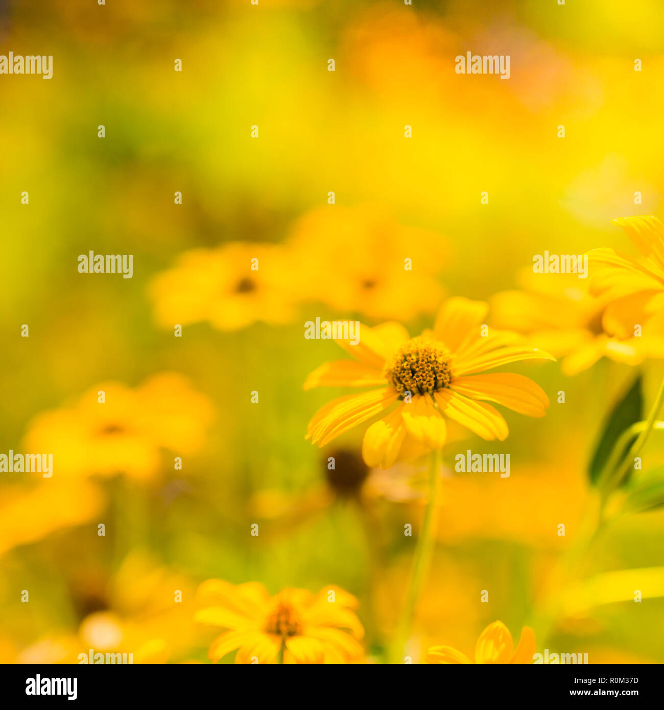 Bella primavera estate fiori gialli e sfocata bokeh sfondo. Natura tranquilla scena, fiori che sbocciano e prato concetto campo. Una natura rilassante Foto Stock
