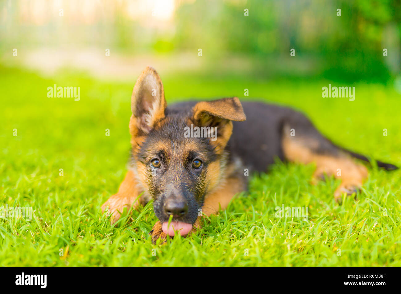Pastore Tedesco cucciolo in erba, la riproduzione, l'esecuzione. Cute cane all'esterno ritratto Foto Stock