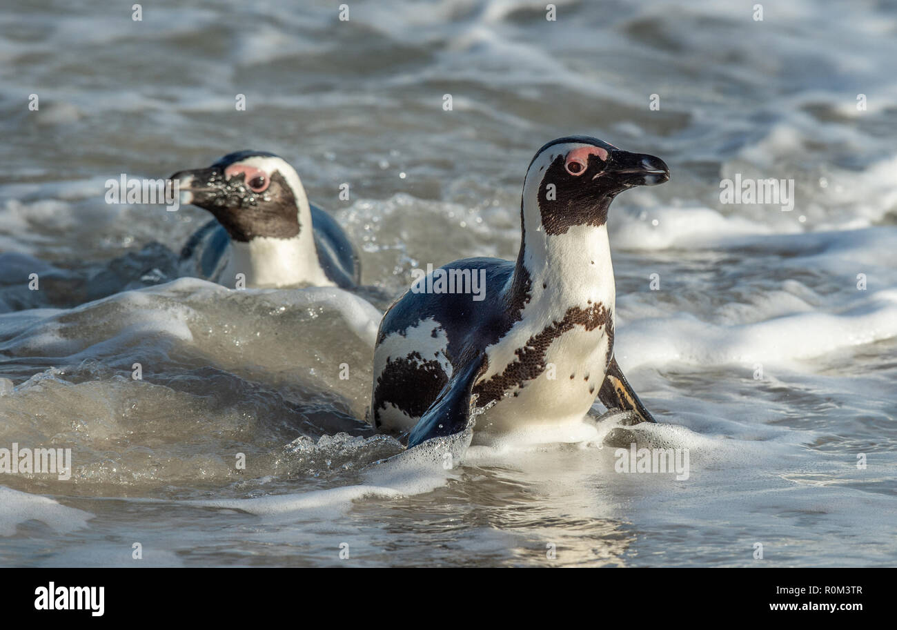 I Penguins africani a piedi fuori dell'oceano sulla spiaggia sabbiosa. Pinguino africano conosciuto anche come il jackass penguin e nero-footed pinguino. Nome Sciencific Foto Stock