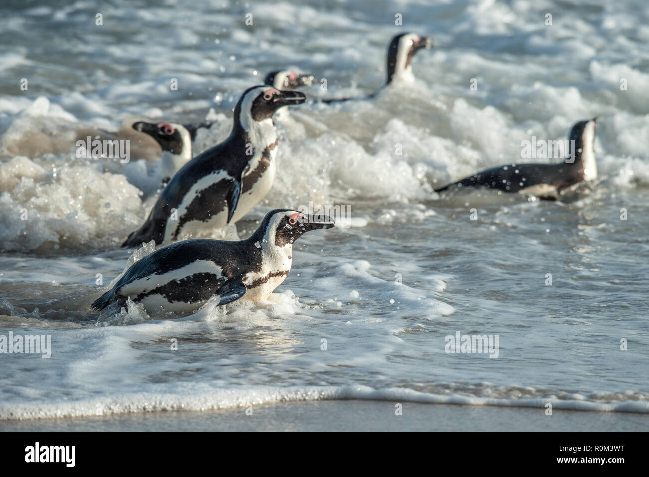I Penguins africani a piedi fuori dell'oceano sulla spiaggia sabbiosa. Pinguino africano conosciuto anche come il jackass penguin e nero-footed pinguino. Nome Sciencific Foto Stock