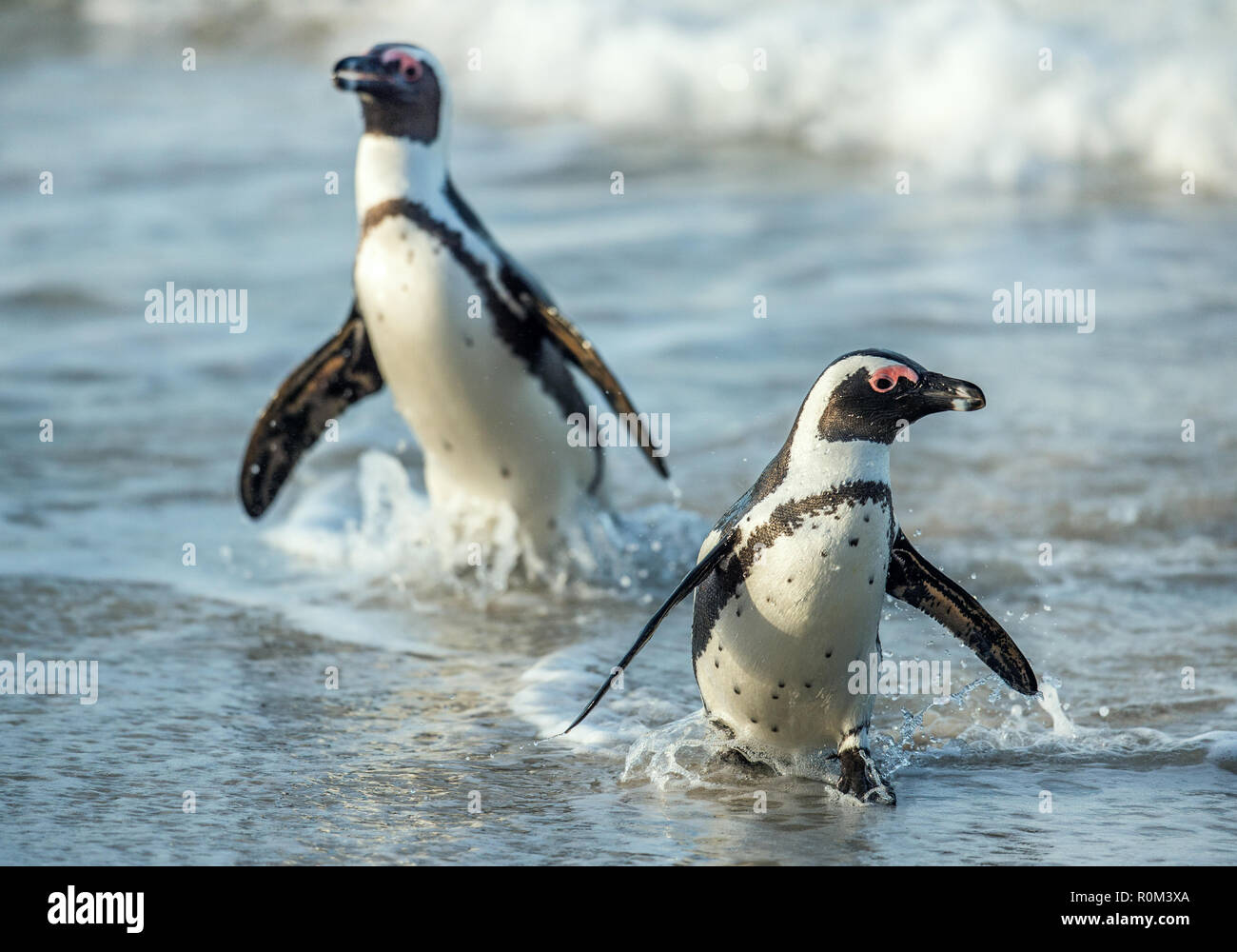 I Penguins africani a piedi fuori dell'oceano sulla spiaggia sabbiosa. Pinguino africano conosciuto anche come il jackass penguin e nero-footed pinguino. Nome Sciencific Foto Stock