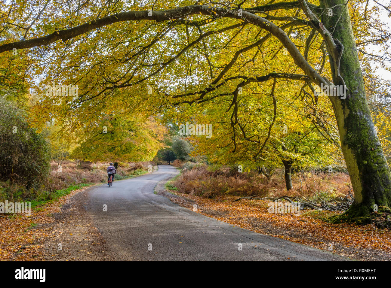 New Forest, Hampshire, Regno Unito. 5 nov. 2018. Per coloro che godono di essere fuori in una bella giornata nel nuovo Parco Nazionale della foresta dove i colori autunnali sono mostra ben lungo la trasmissione ornamentali. Fotografi, i ciclisti e gli escursionisti e gli automobilisti sono attratti da questa zona in questo periodo dell'anno. © dbphots/Alamy Live News Foto Stock