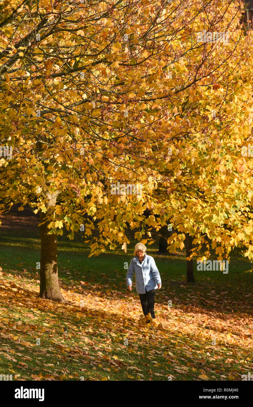 Brighton Regno Unito 6 Novembre 2018 - un viandante gode di una passeggiata attraverso il colorato Foglie di autunno in Queens Park Brighton su un bel sole caldo pomeriggio Credito: Simon Dack/Alamy Live News Foto Stock