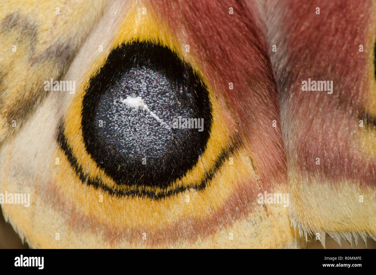 Io Tarma Automeris io, ala dettaglio mostrante eyespot maschio Foto Stock Io Tarma Automeris io, ala dettaglio mostrante eyespot maschio Foto Stock