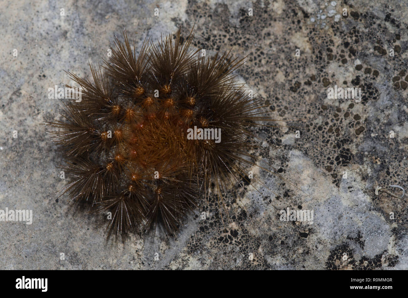 Tiger Moth, tribù Arctiini, larva arricciata in difesa Foto Stock