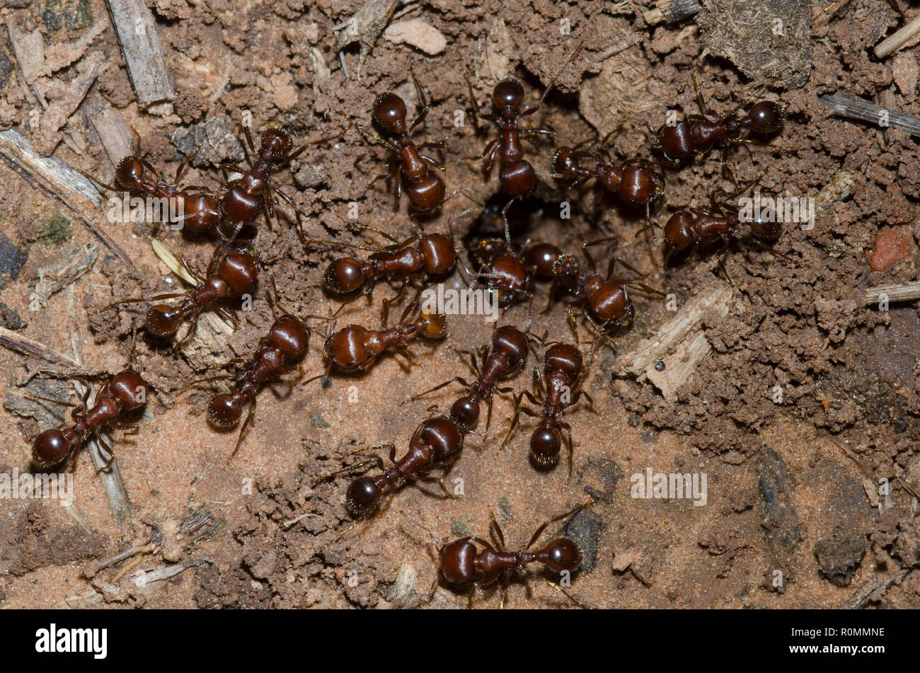 Red Harvester formiche, Pogonomyrmex barbatus Foto Stock