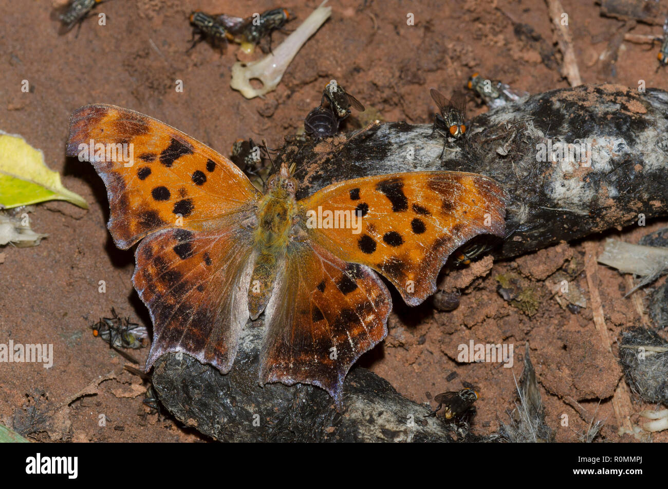 Punto interrogativo, Polygonia interrogationis, usurate e sbiadita probing coyote scat Foto Stock