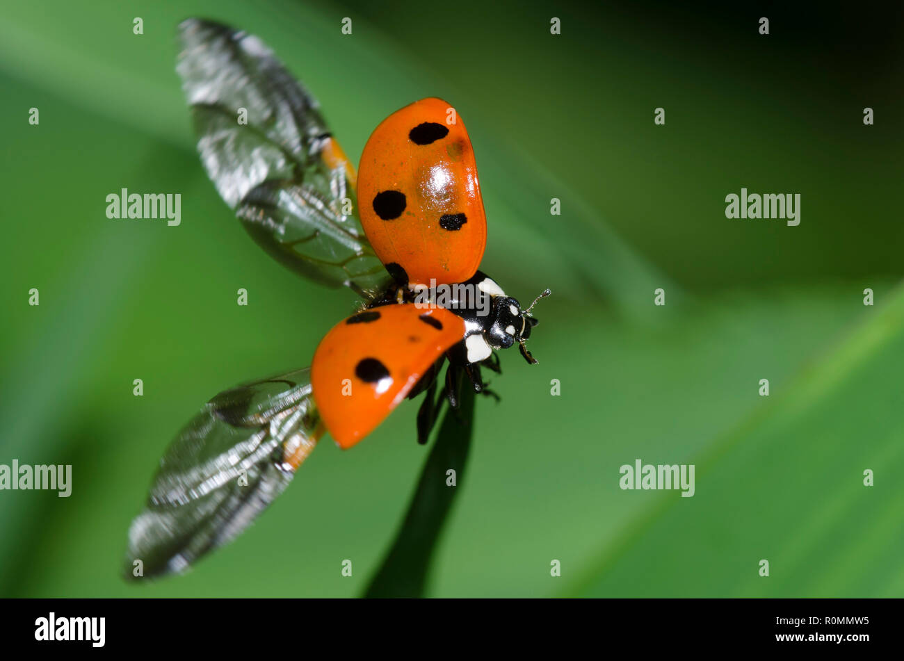 Sette-spotted Lady Beetle, Coccinella septempunctata, prendere il volo Foto Stock