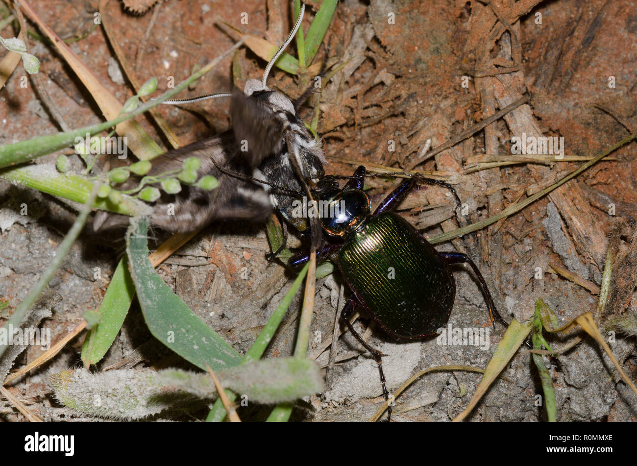 Caterpillar Hunter, Calosoma sp., la cattura di Vashti Sphinx Sphinx vashti Foto Stock