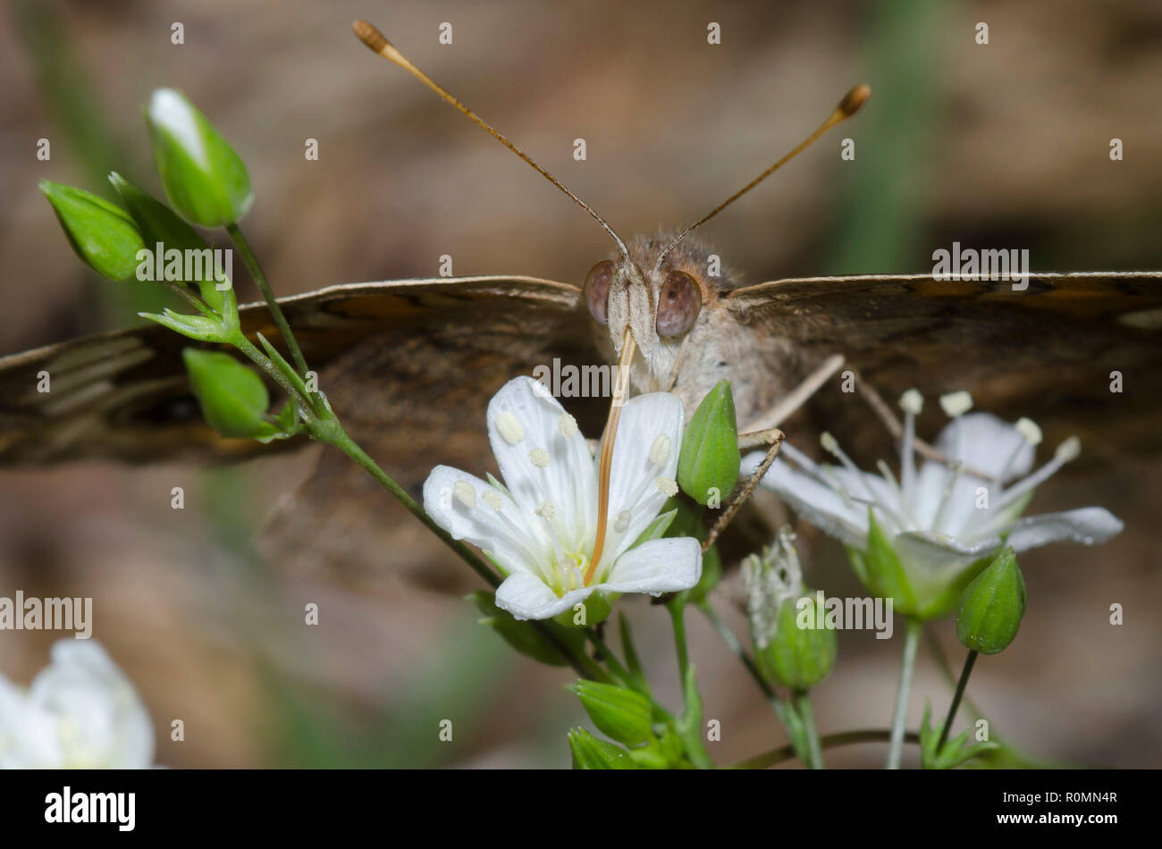 Comune di Buckeye, Junonia coenia, nectaring da common chickweed, Stellaria media Foto Stock