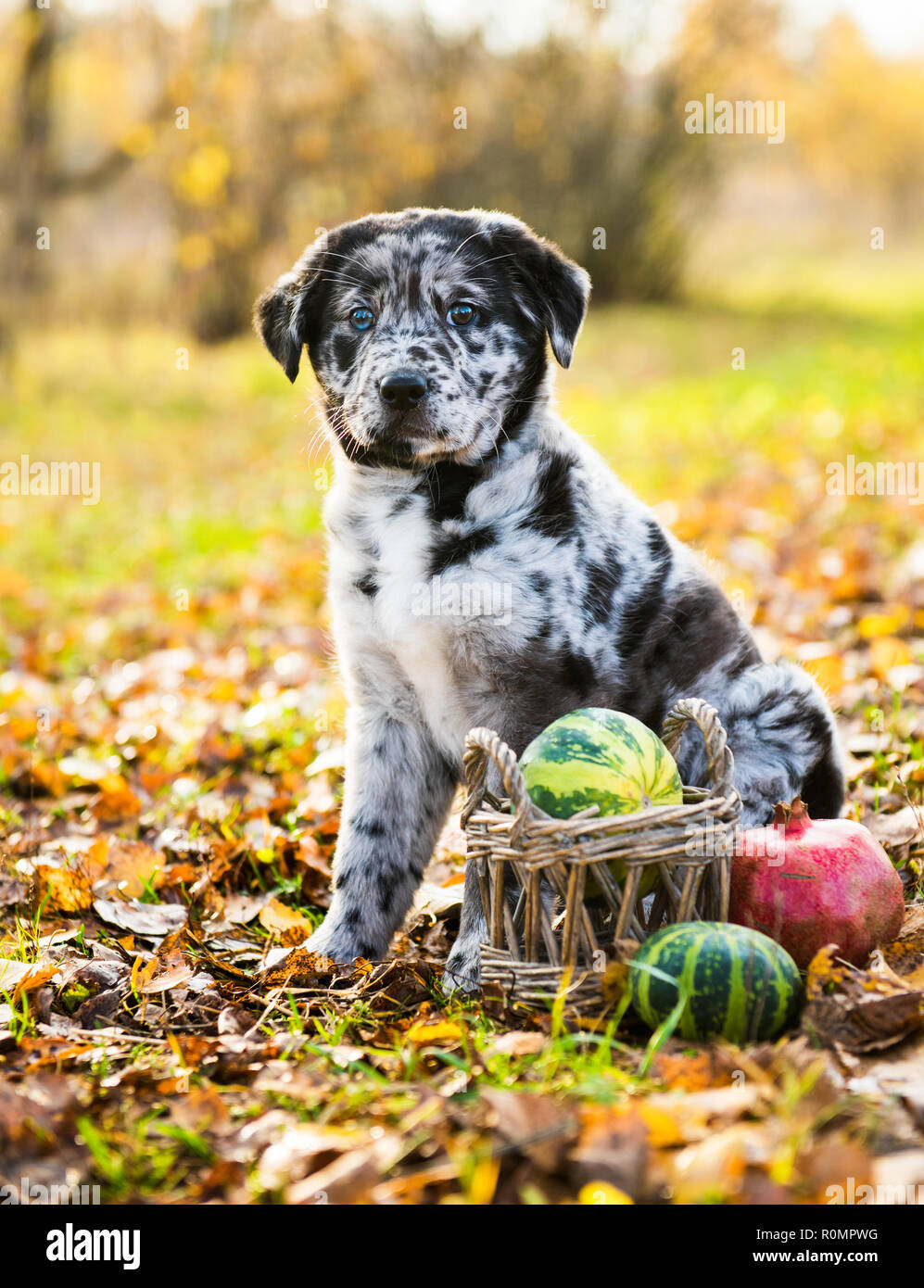 Il Labrador Cucciolo Di Cane Con Diversi Colori Di Occhi In Autunno